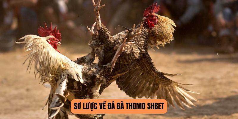 Sơ lược về đá gà Thomo SHBET